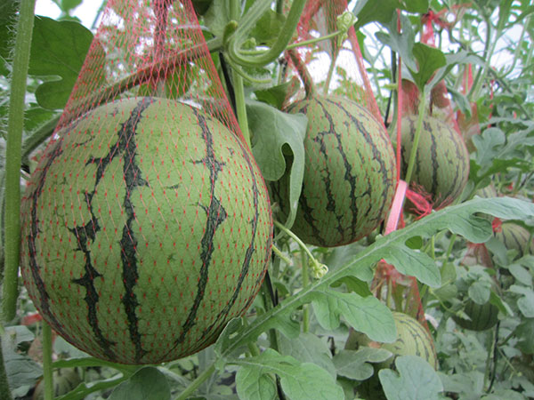 <strong>“中国尊龙官方网站科技精品西瓜：西瓜的功效</strong>