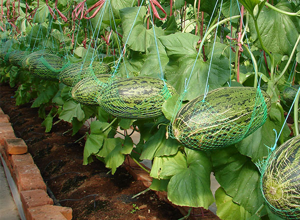 <strong>“中国尊龙官方网站科技甜瓜品种：甜瓜的保健功能</strong>