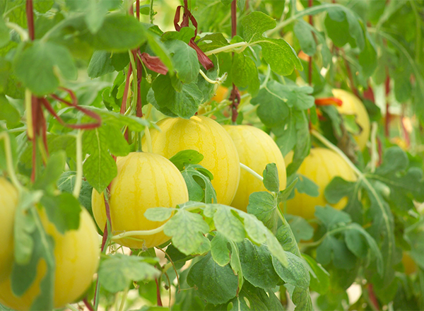 <strong>“优质西瓜品种推荐：华晶三号</strong>