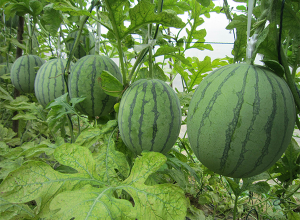 <strong>“优秀西瓜品种推荐：华晶十三号</strong>