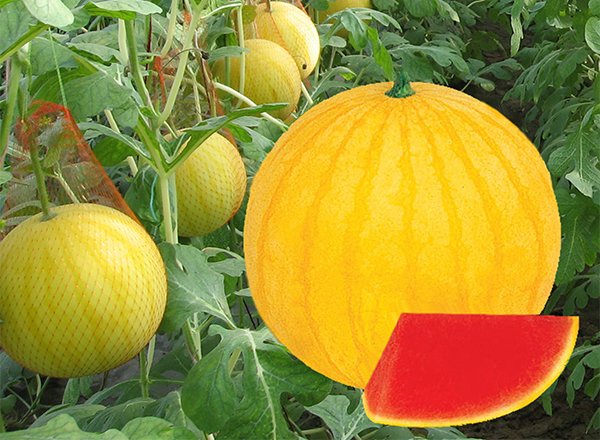 <strong>“中国尊龙官方网站科技西瓜品种：无籽西瓜栽培概况</strong>