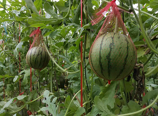 <strong>“今日芒种 | 趁时而种，忙有所得</strong>