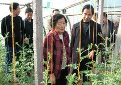 <strong>“吴院士到中国尊龙官方网站农业莅临指导</strong>