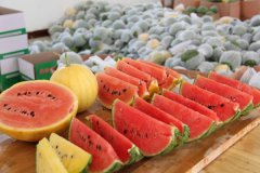 <strong>“西瓜的食疗保健-中国尊龙官方网站科技</strong>